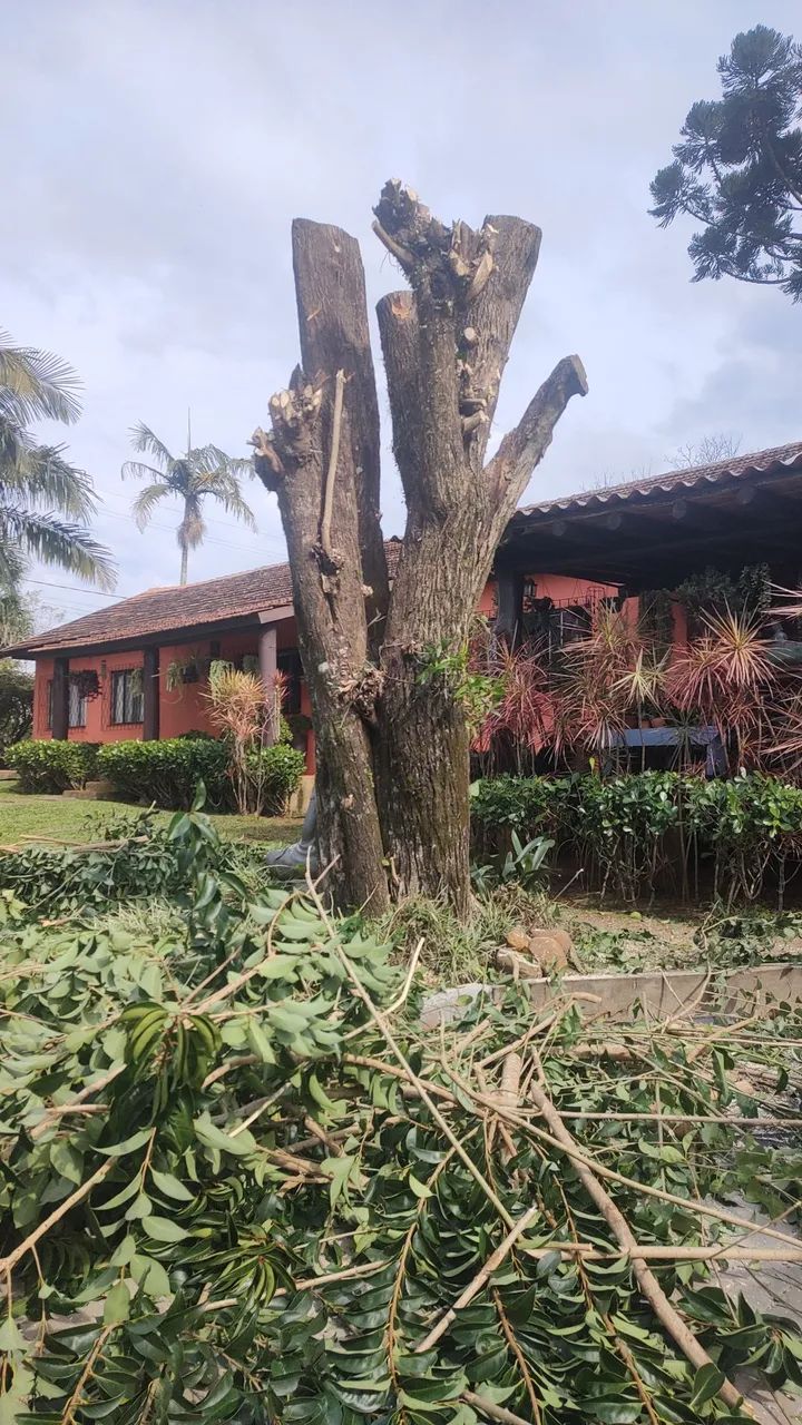 Jardineiro  - Foto 5