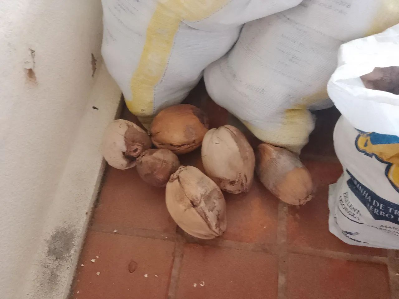 Coco seco com casca - Foto 3