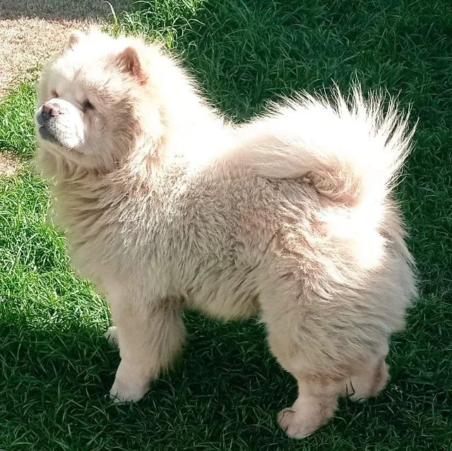 Chow-chow Vermelho/Creme/Dourado/Preto/Branco - todos no excelente padrão da raça - Foto 2
