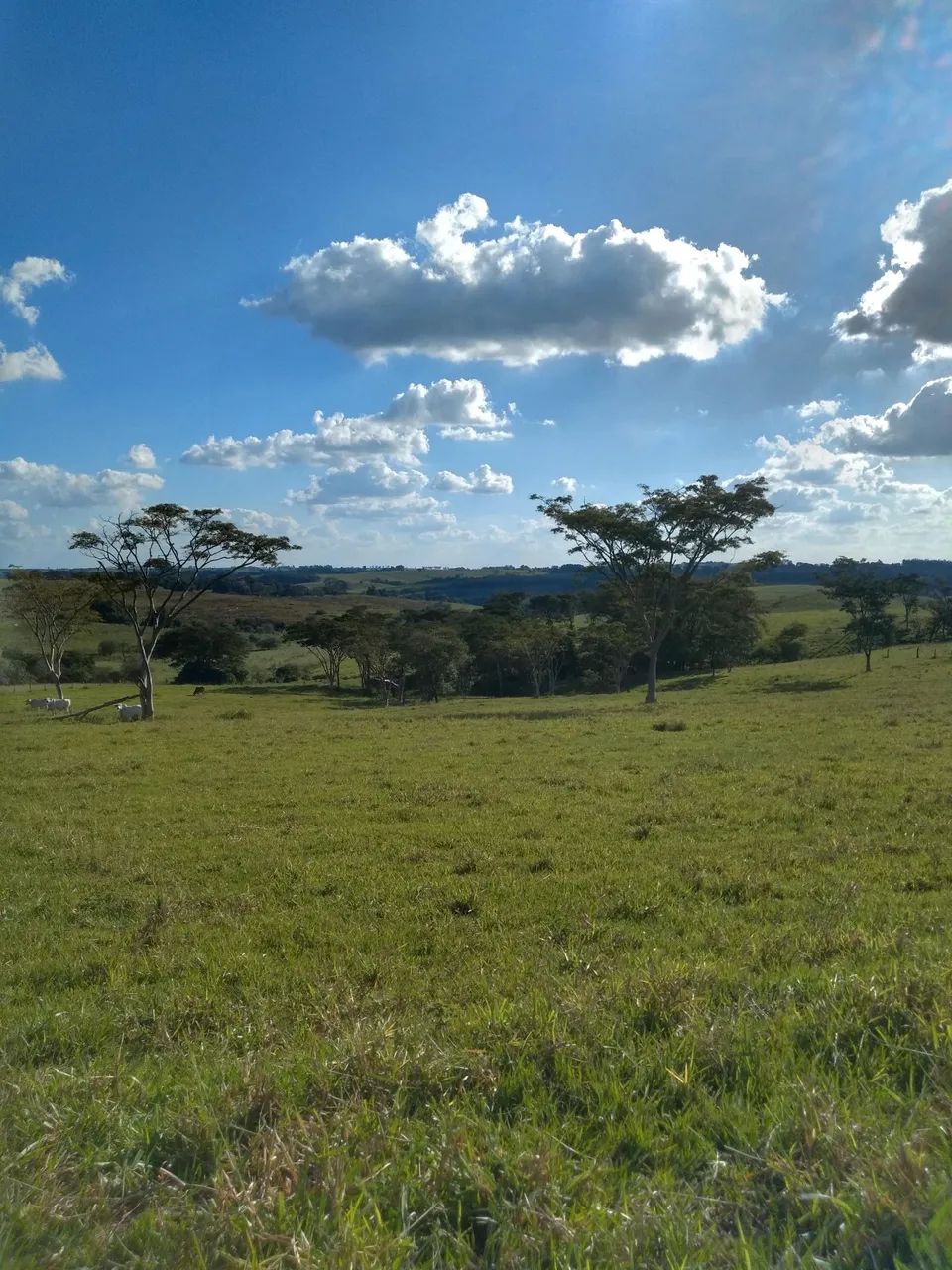 Sítio 6 alqueires em Pacaembu -SP - Foto 3