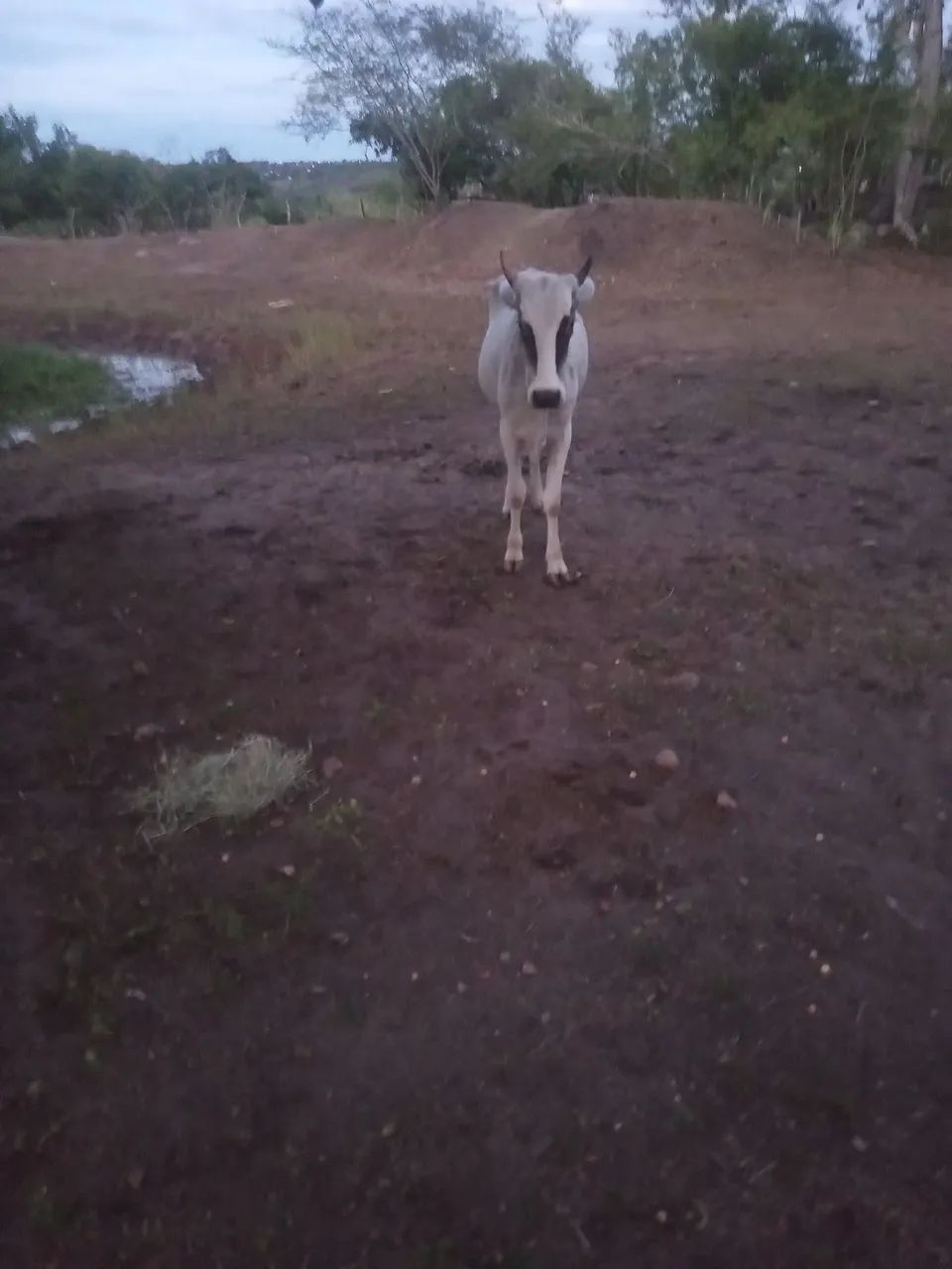 Vendo uma vaca parida muito mansa  e um garrote uma novilha mestiça de Nelore e uma jirola - Foto 3