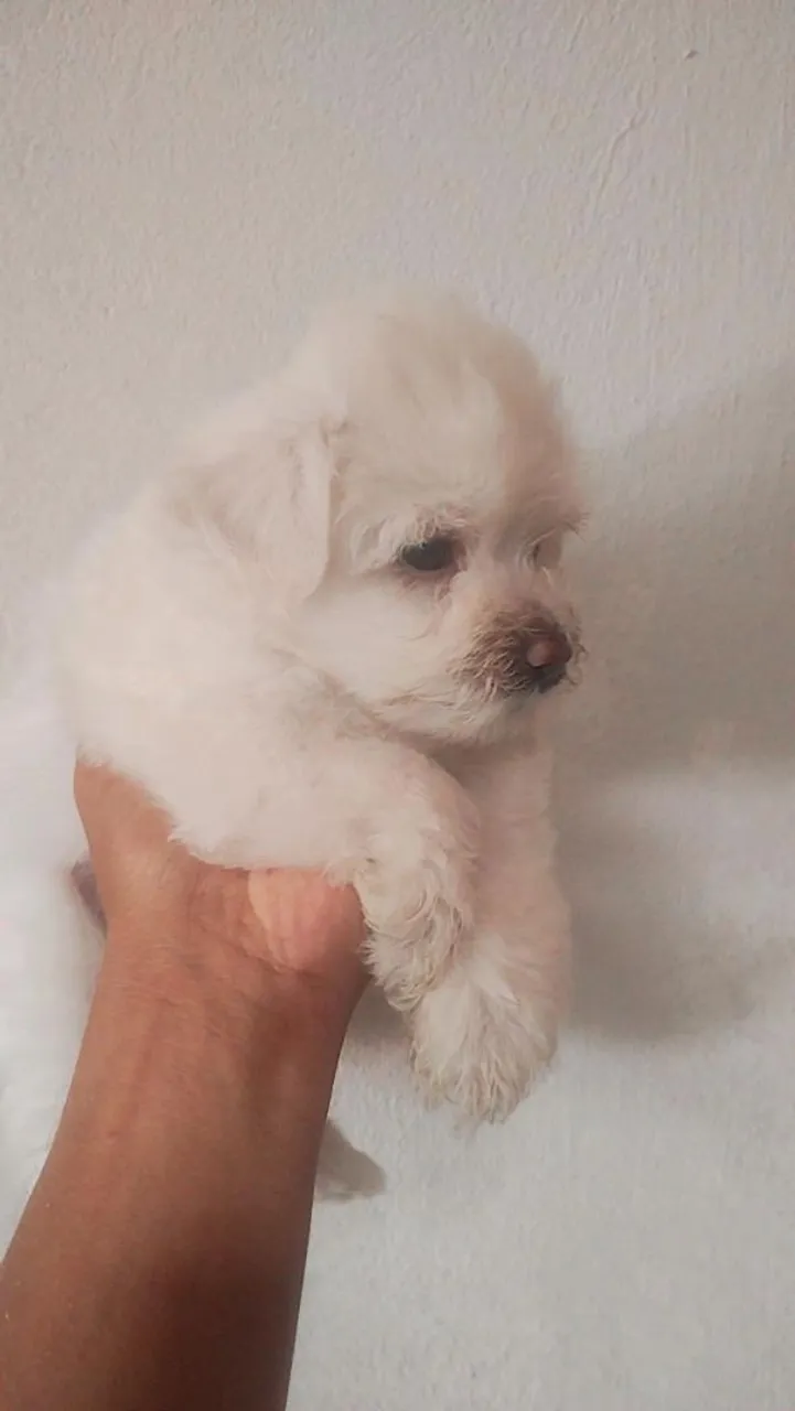 Filhote de poodle (zero)