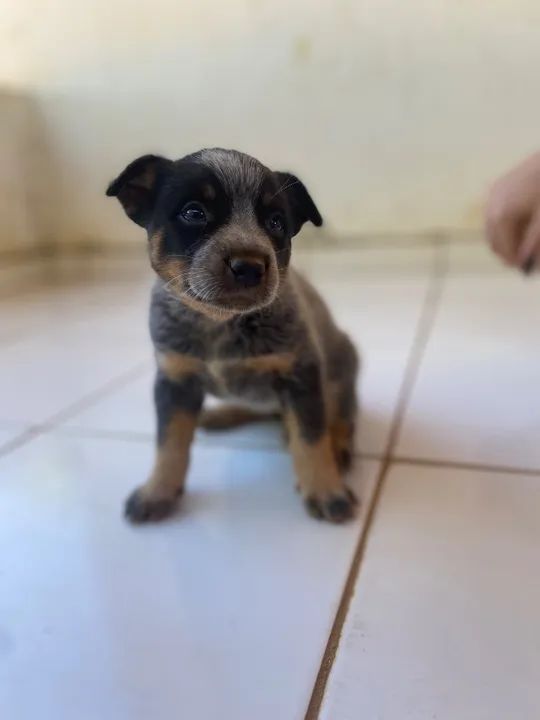 Filhotes de Blue Heeler- Boiadeiro australiano Puro - Foto 4