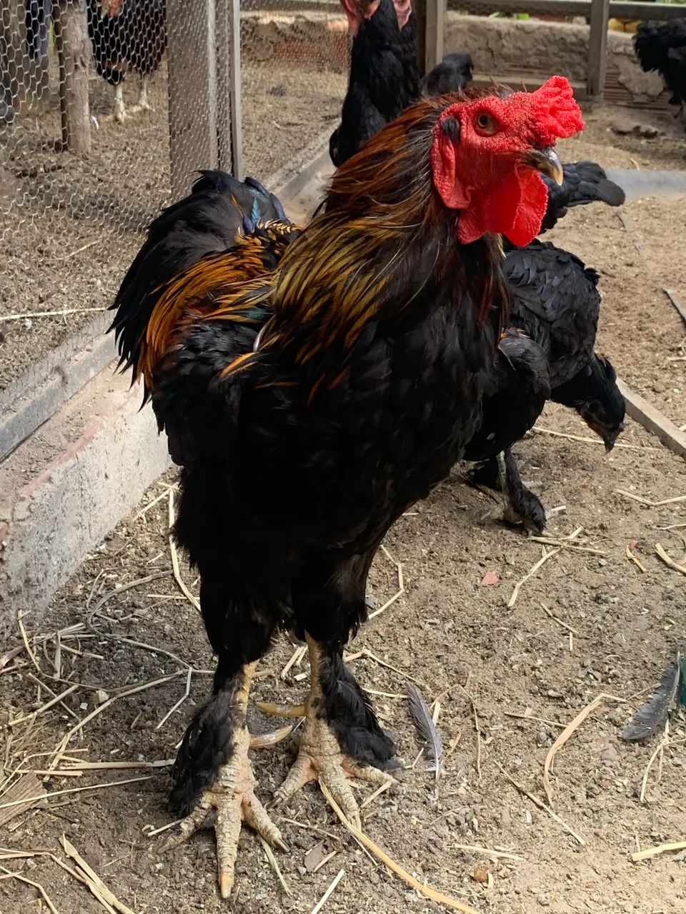 Galinhas caipira    - Foto 5