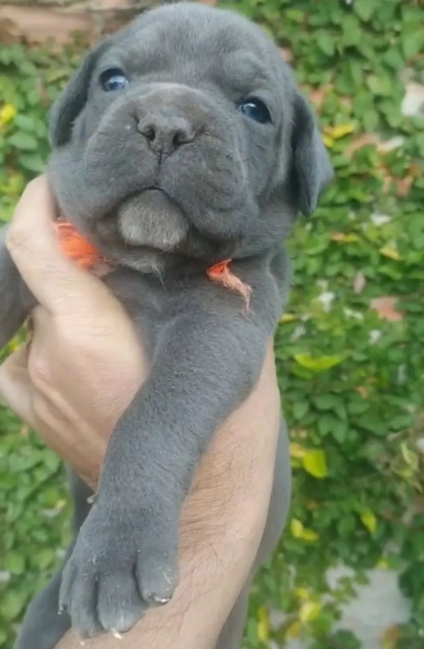 Cane Corso _ 2 Filhotes disponíveis