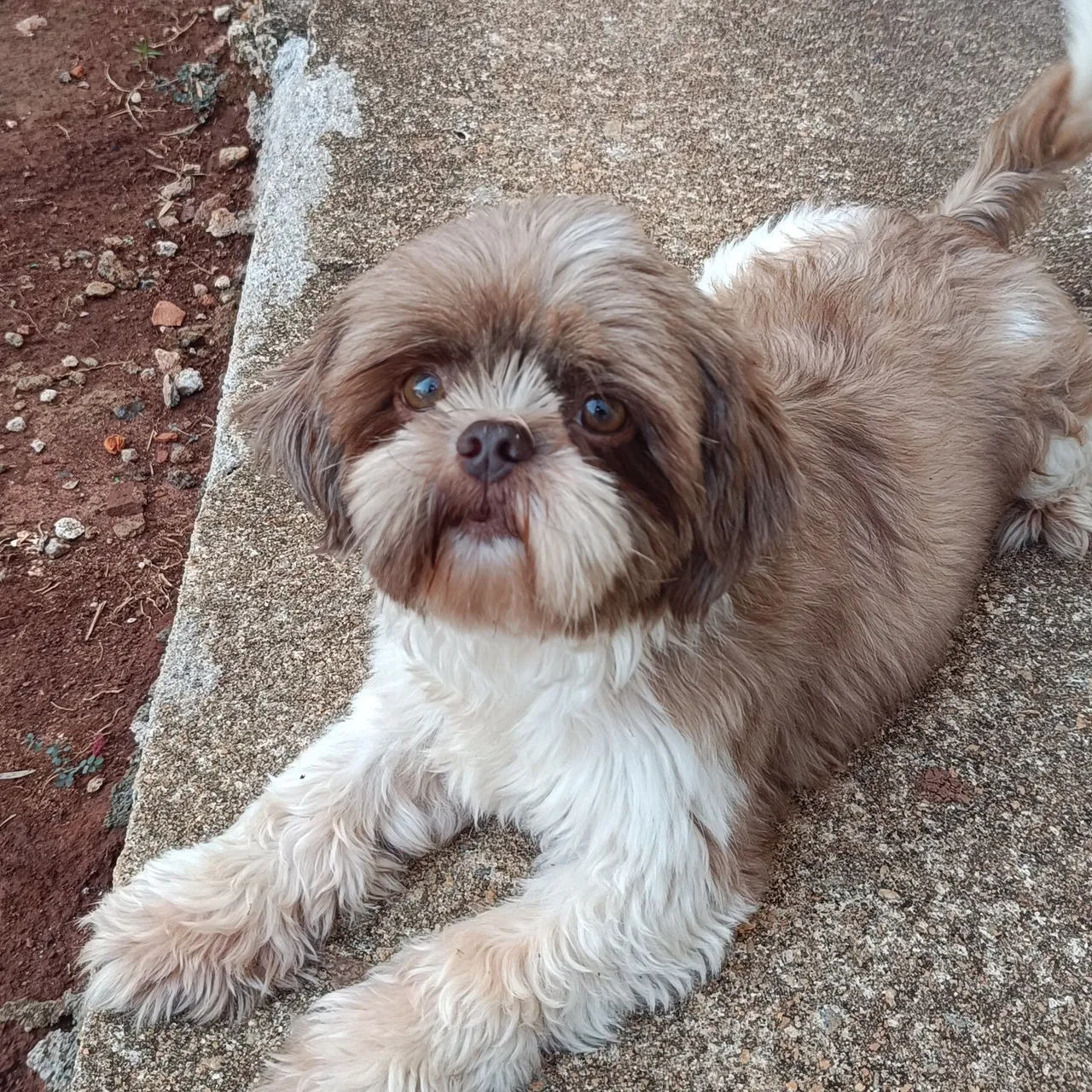 Procuro Shih Tzu macho para cruzar 