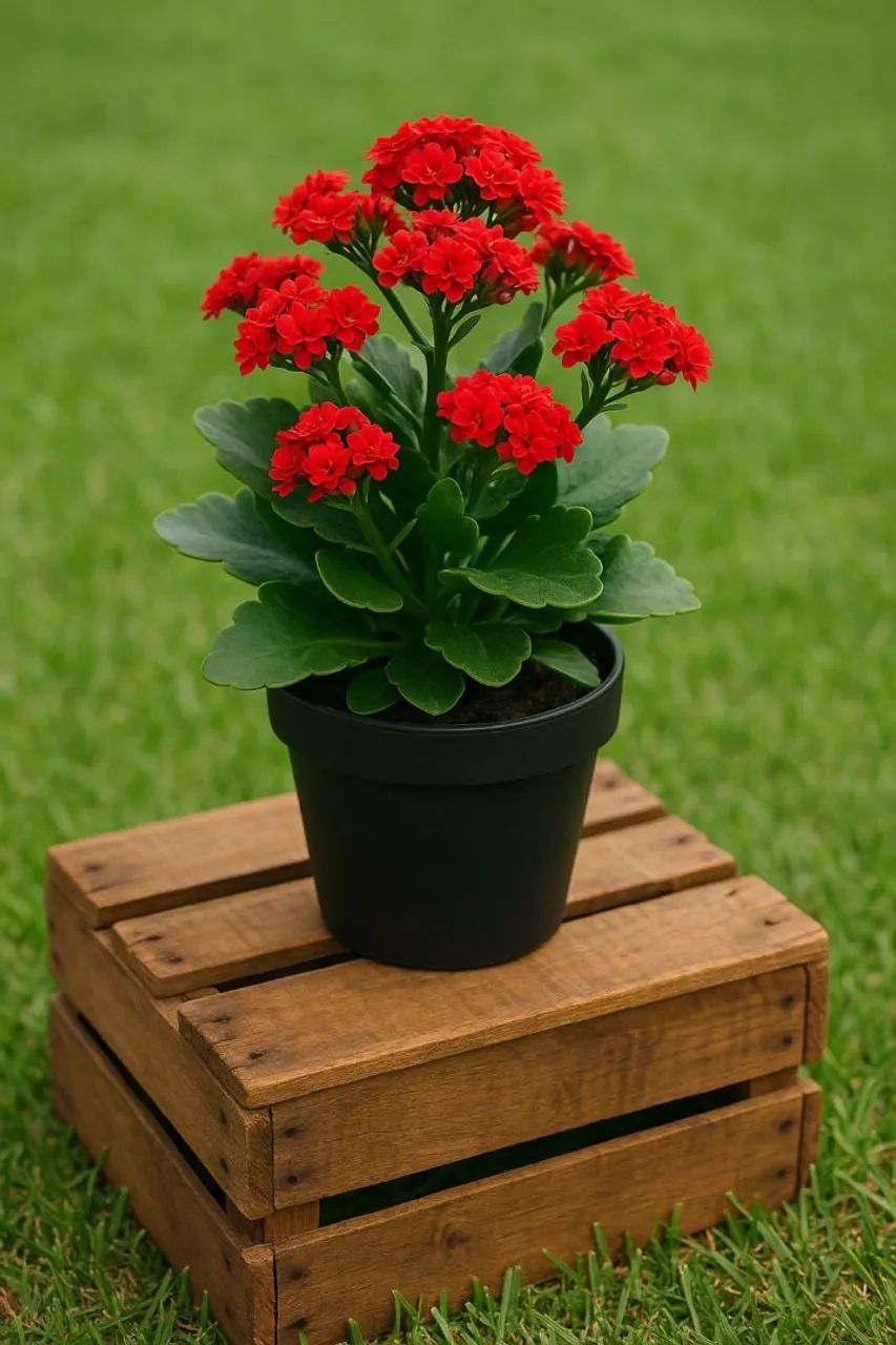 Kalanchoe Vermelha em Vaso Decorativo