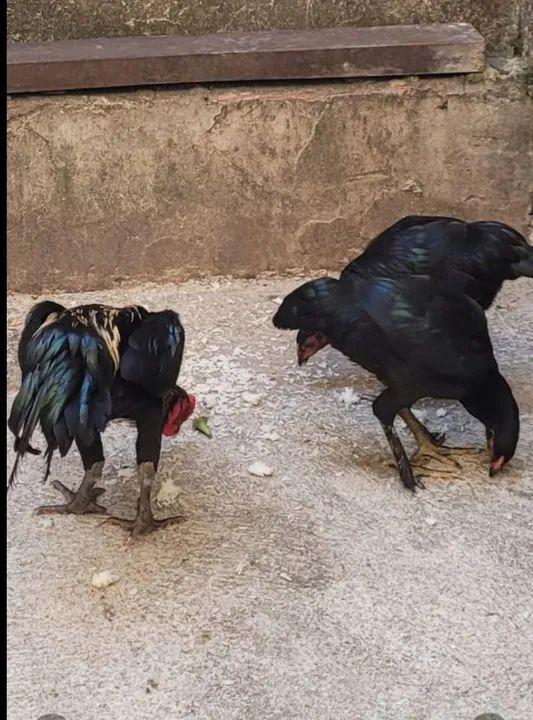 Galinhas indianas  - Foto 2