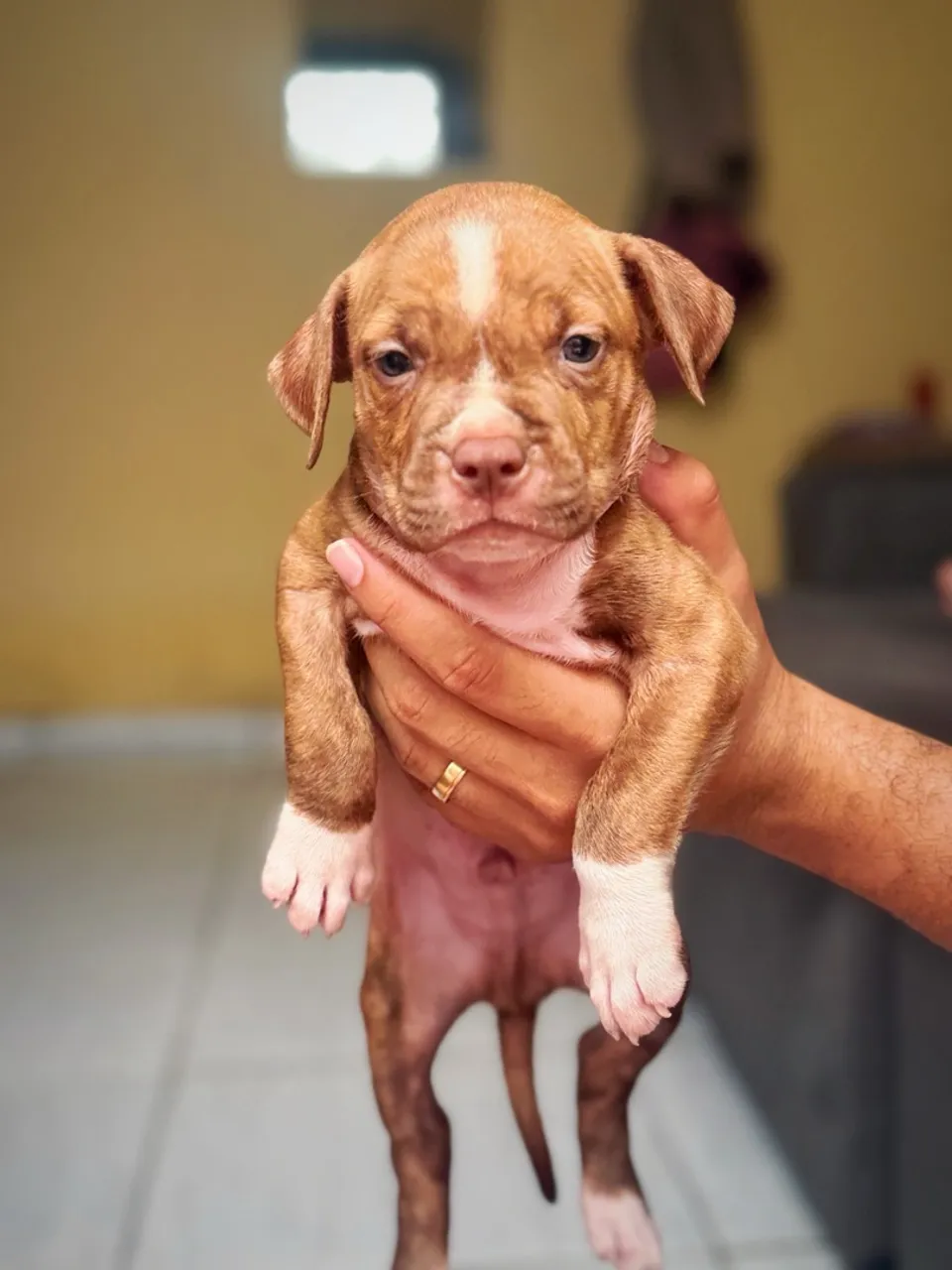 Filhote de Pitbull Macho
