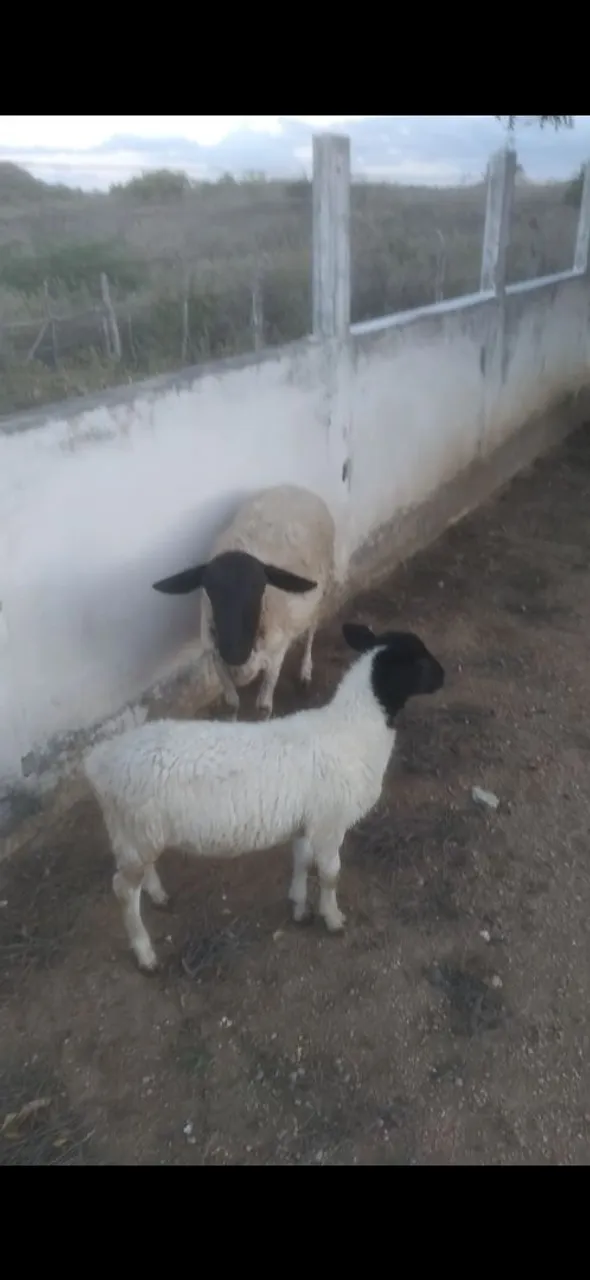 Duas ovelhas parida para venda