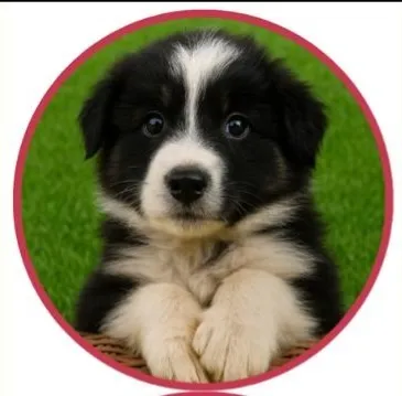 Filhote Border Collie