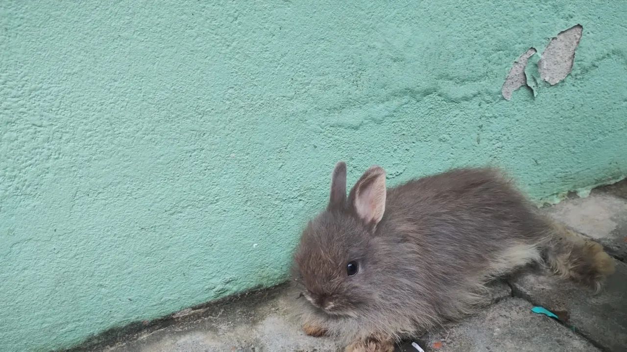 Mini coelho  - Foto 5