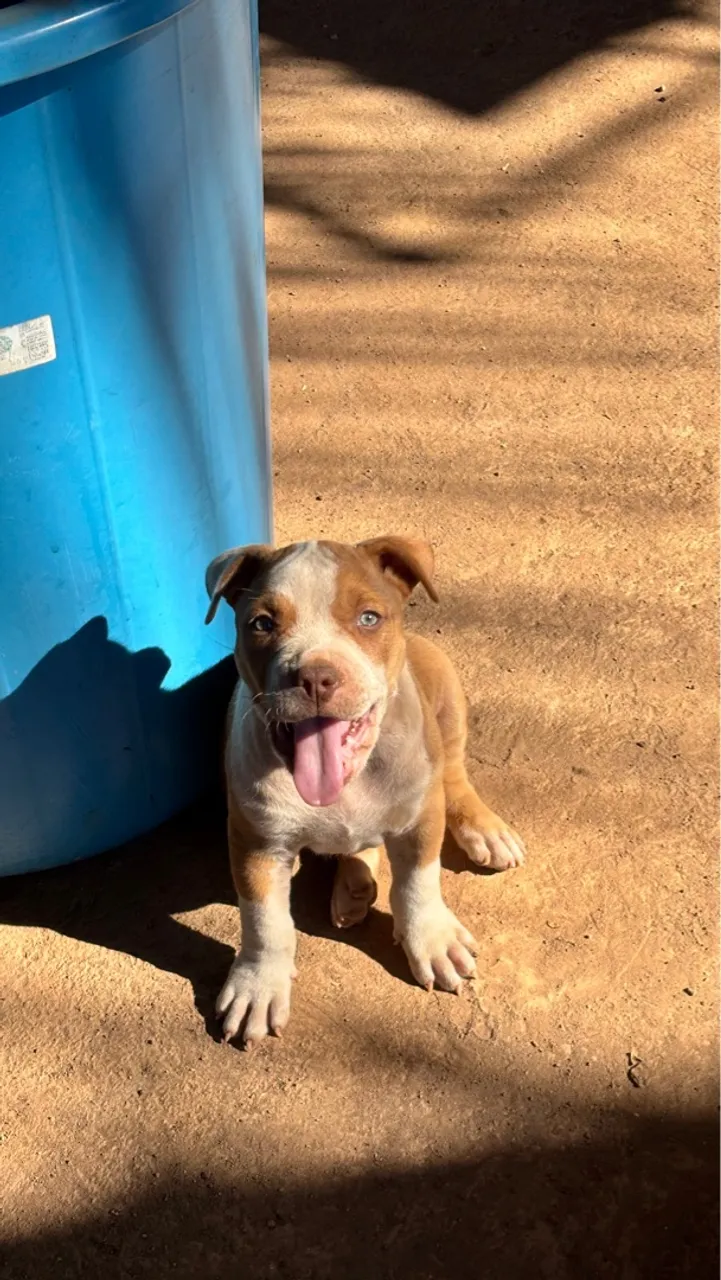 Vendo pitbull 