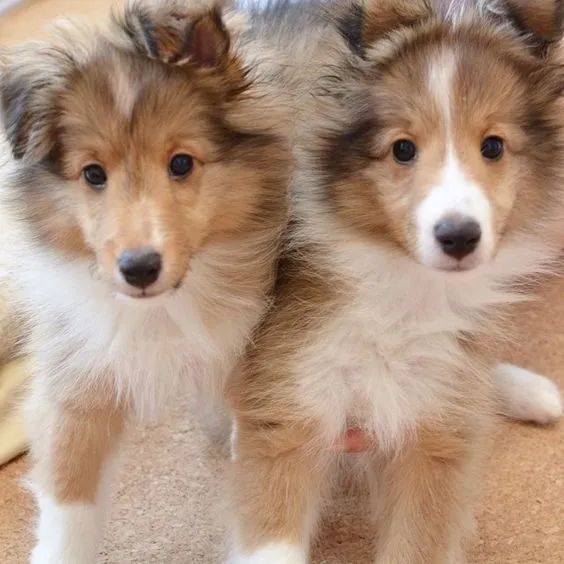 Filhotes de Shetland Saudáveis e Cheios de Energia!