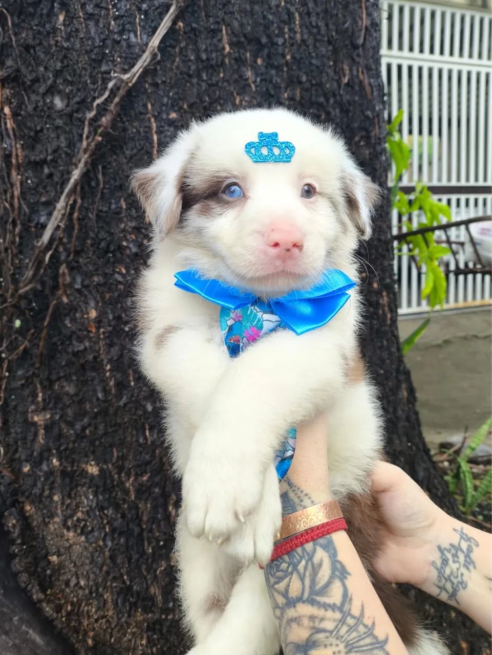 Border collie sorriso e brincadeiras de amor