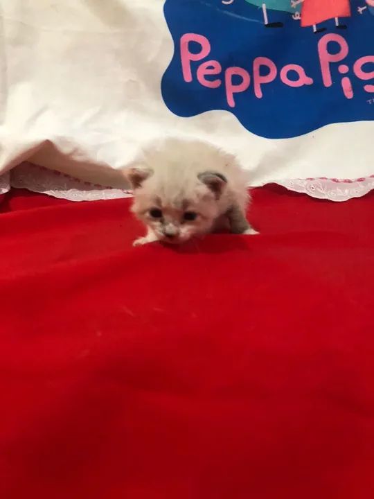 gato recém nascido  - Foto 3