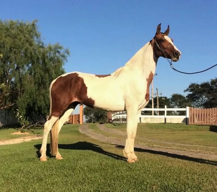 Égua mangalarga marchador registrada pampa marcha picada