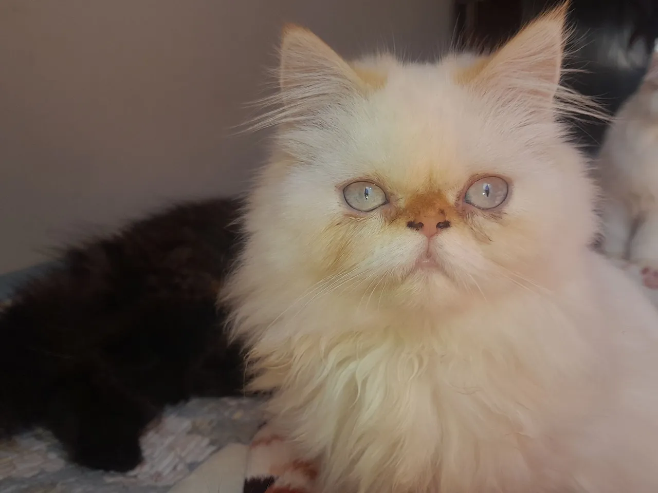 Gatinhas Persa 2 mil