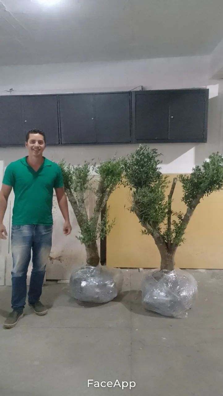 Oliveiras 40 anos Ornamentais para Decoração 