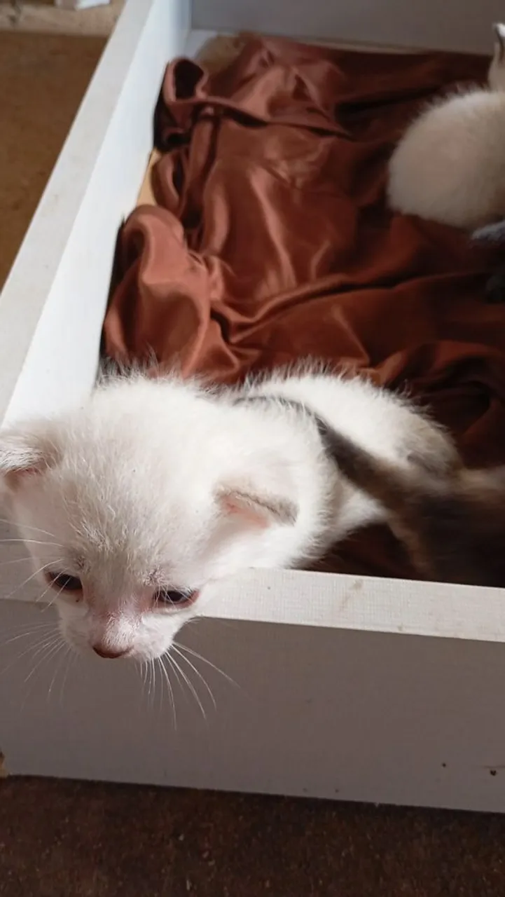 Gatinho filhote branco para adoção