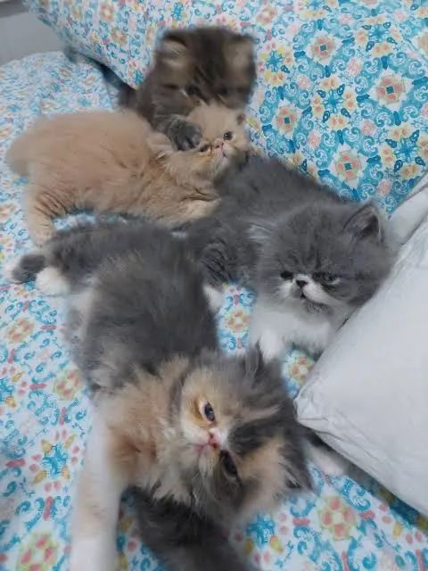 Persa Femeas Nas cores Branca ,Tricolor,Himalaia e Red  - Foto 2