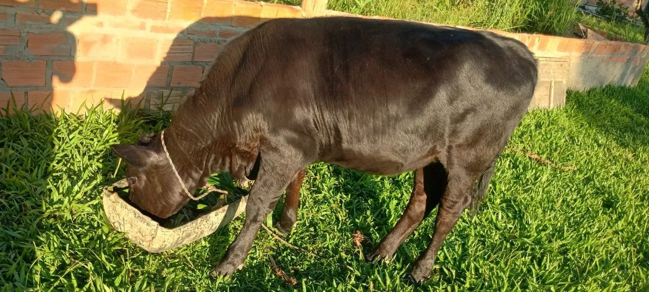 Terneira 10 meses  - Foto 2