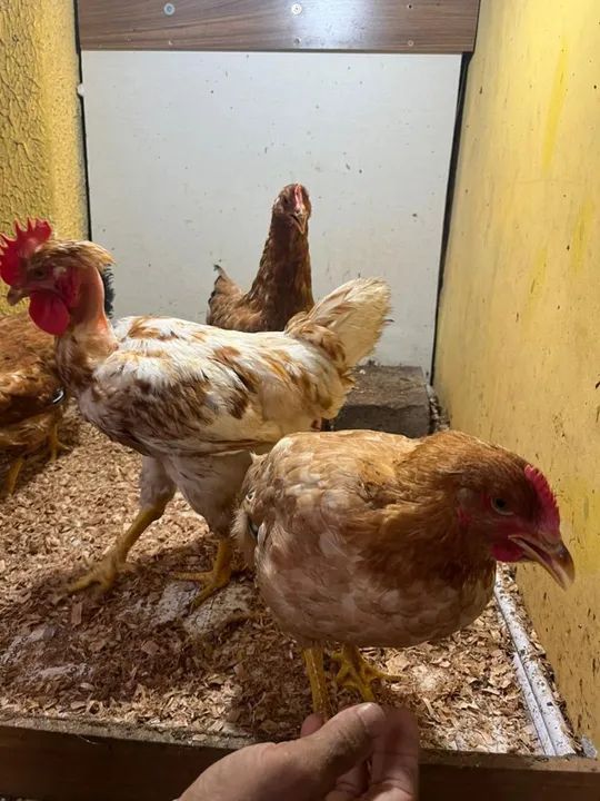 Frangos de raça pura para venda - Foto 6
