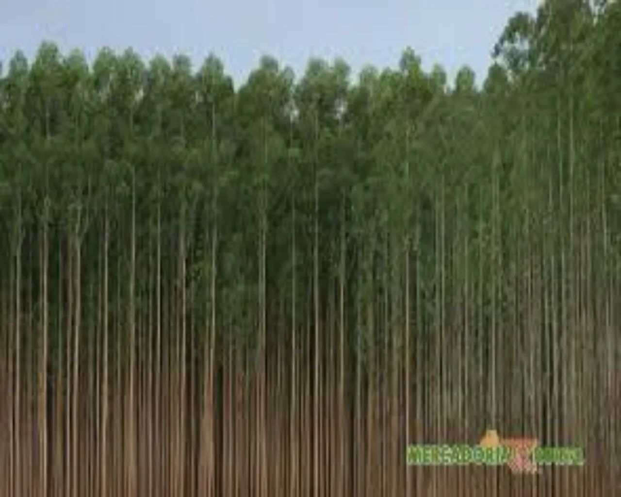 FAZENDA DE EUCALIPTOS - AIURUOCA - MG - Foto 4