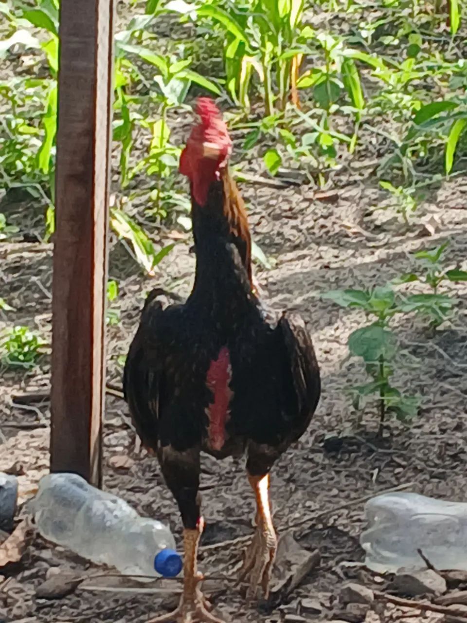 Frango de raça  pura filho de campeao - Foto 2