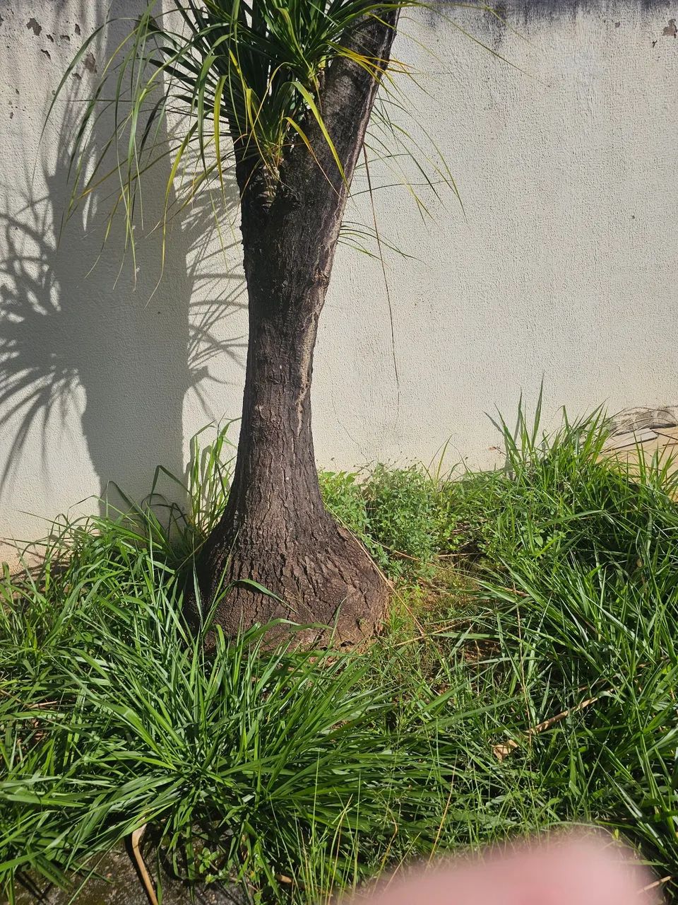 PALMEIRAS  Jardinagem LEIA O ANÚNCIO  - Foto 3