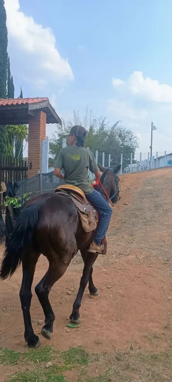 Potra Mestiça American trote - Foto 4