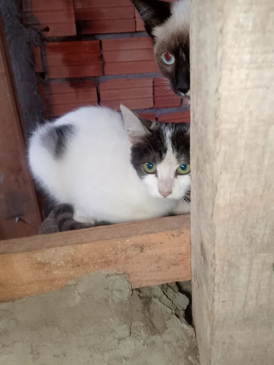 Doa-se gatinhos  - Foto 2