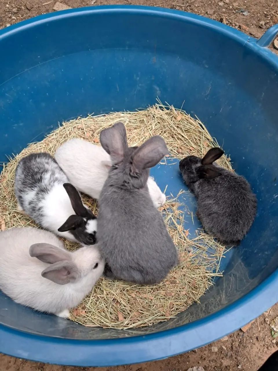 Coelhos 