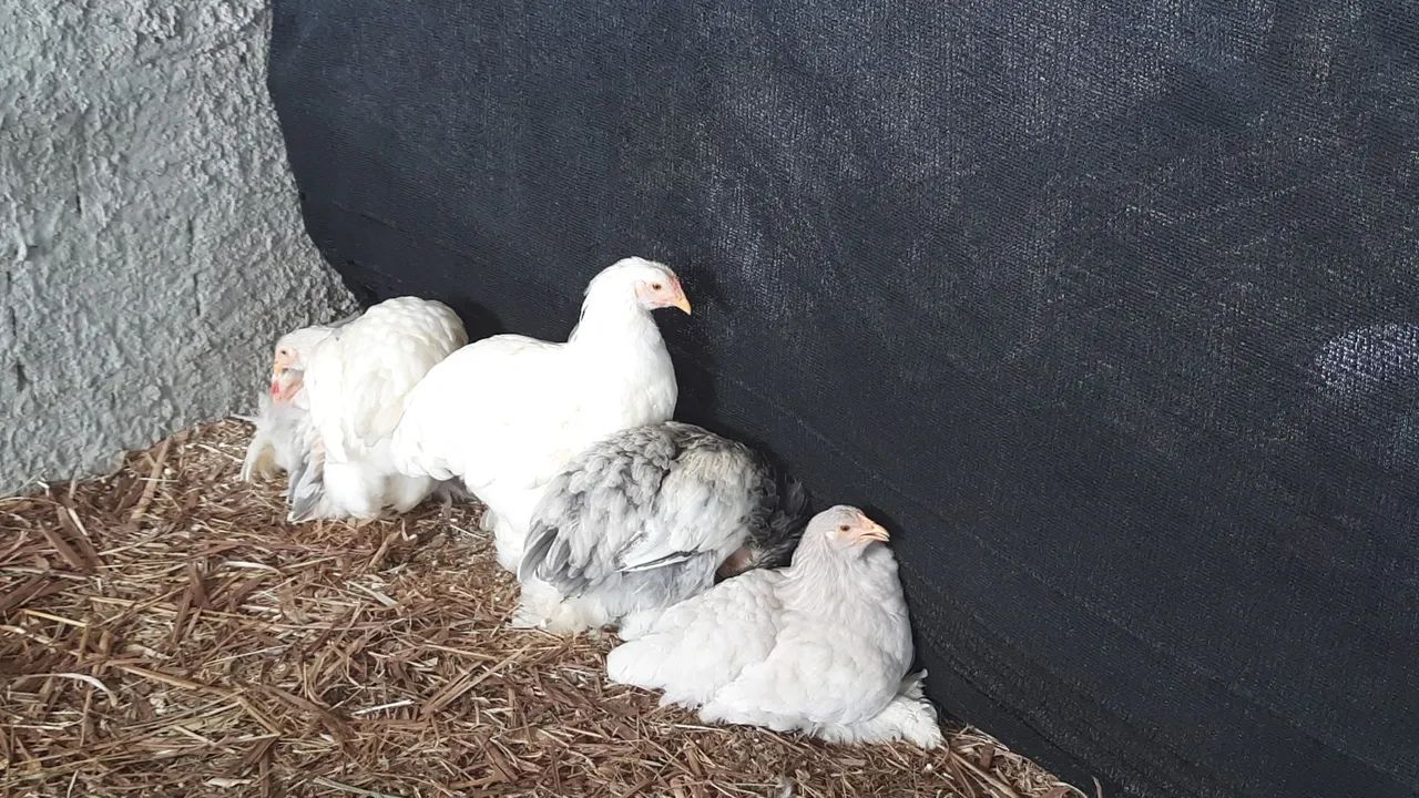 Brahmas Puras Maiores e Top de Linha!!! - Foto 3