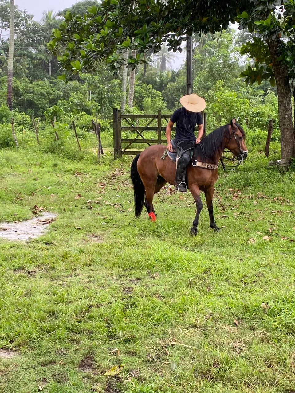 Égua de direta  - Foto 2