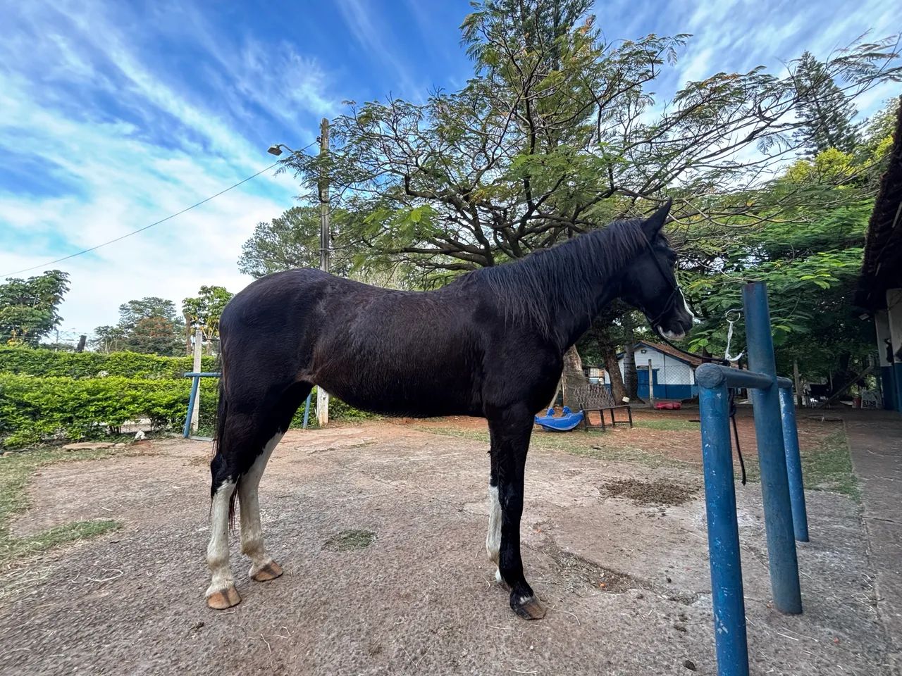 Cavalo SRD, preto e branco. - Foto 3