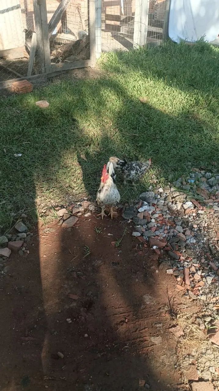 Casal de garnisé 
