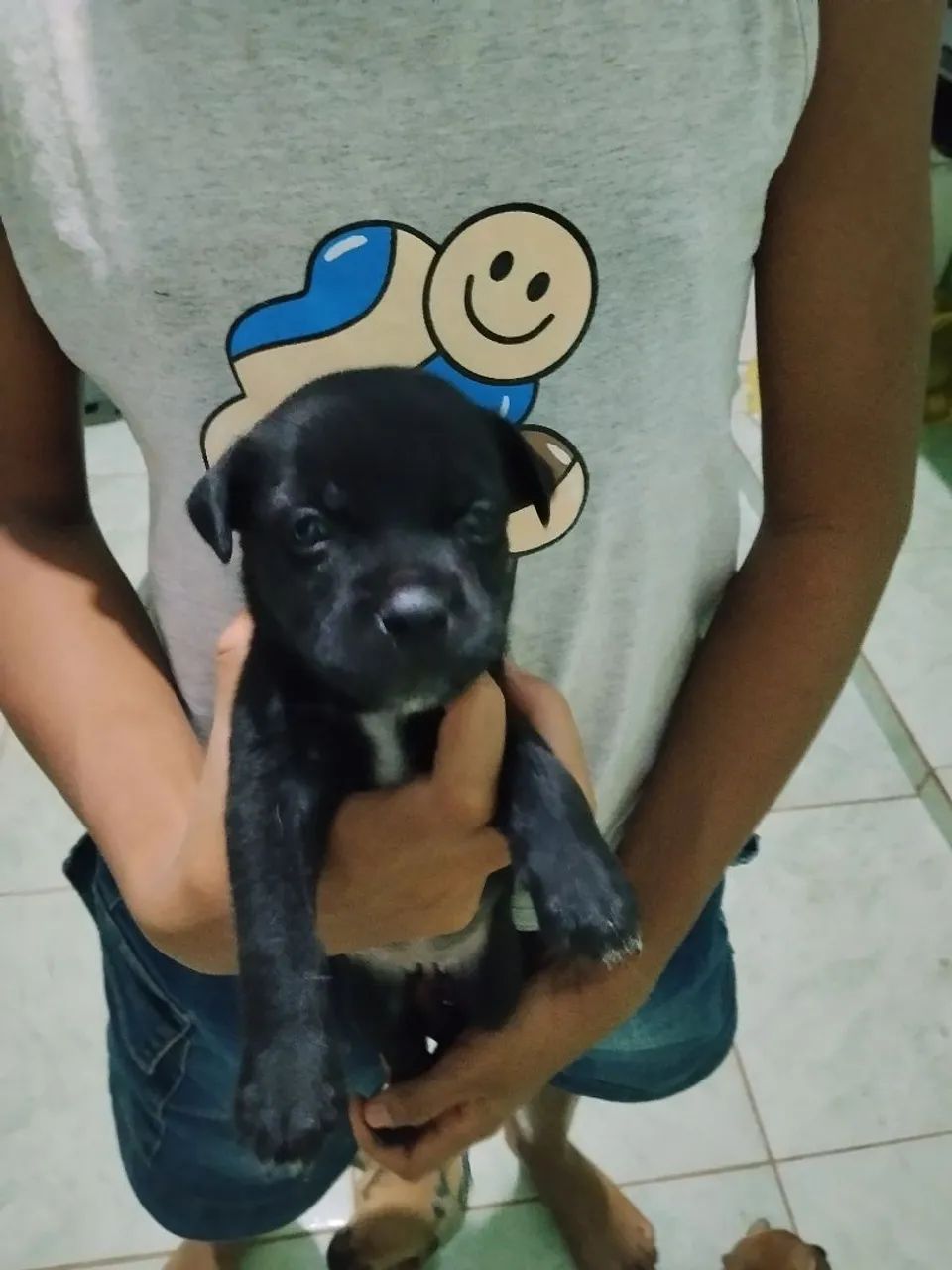 Cachorro  - Foto 3
