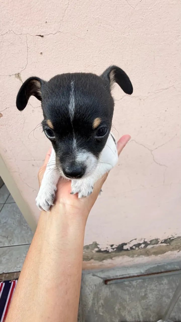 Pinscher  - Foto 5