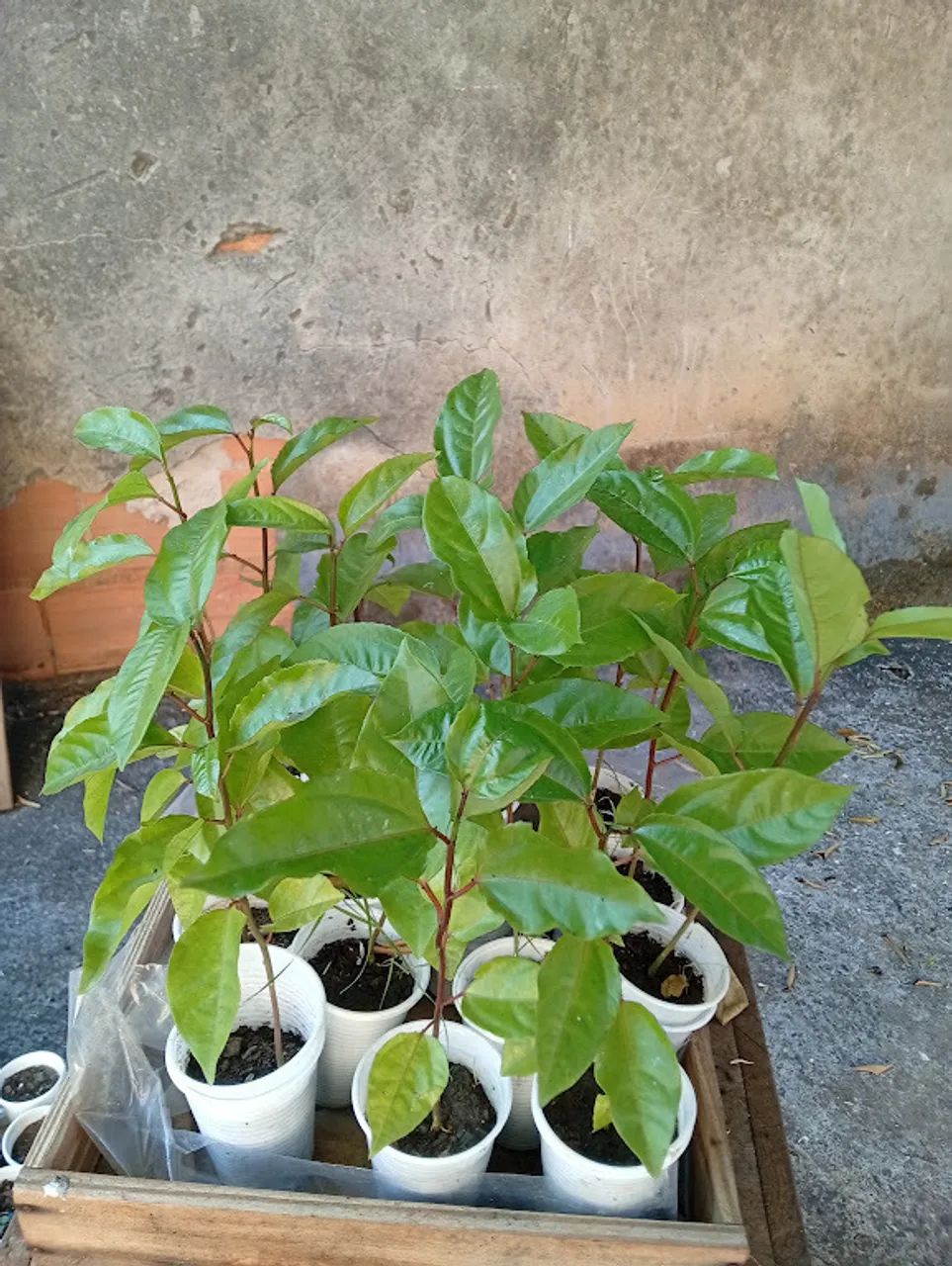 4 mudas de maracujá - Foto 3