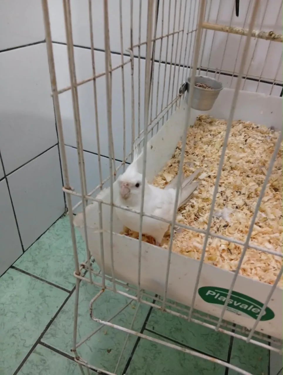 Pássaros  - Foto 2