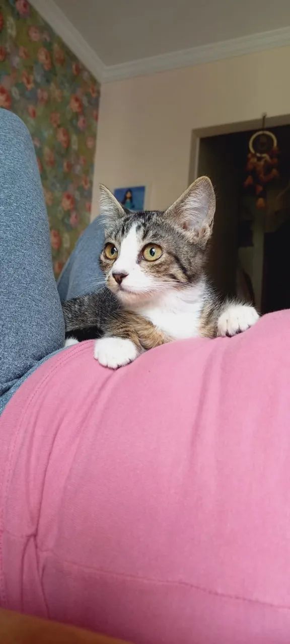 Gatinho Lindo para Doação - Foto 4
