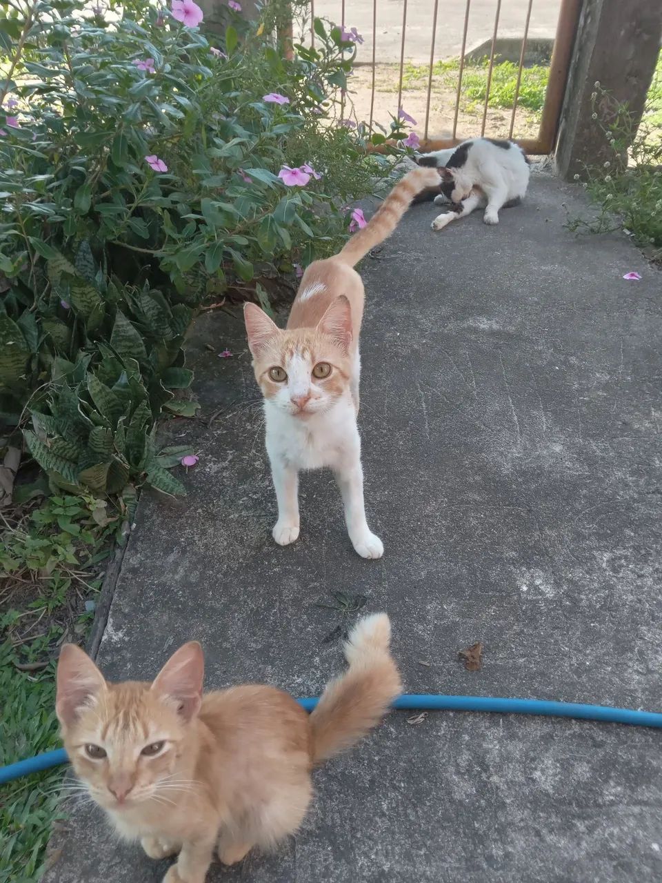 Doação de gatinhos  - Foto 5