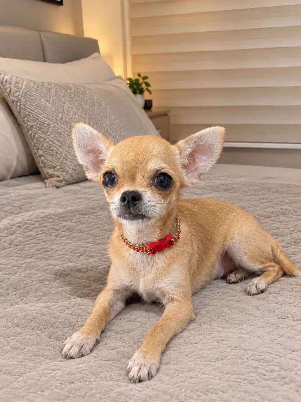 Chihuahua macho com pedigree CBKC  - Foto 3