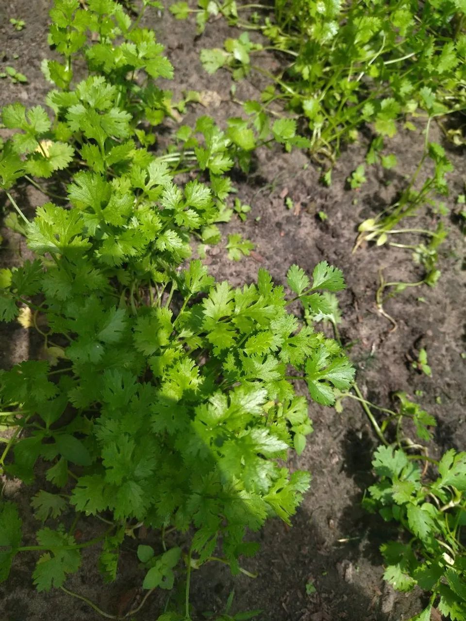 Cheiro verde  - Foto 5