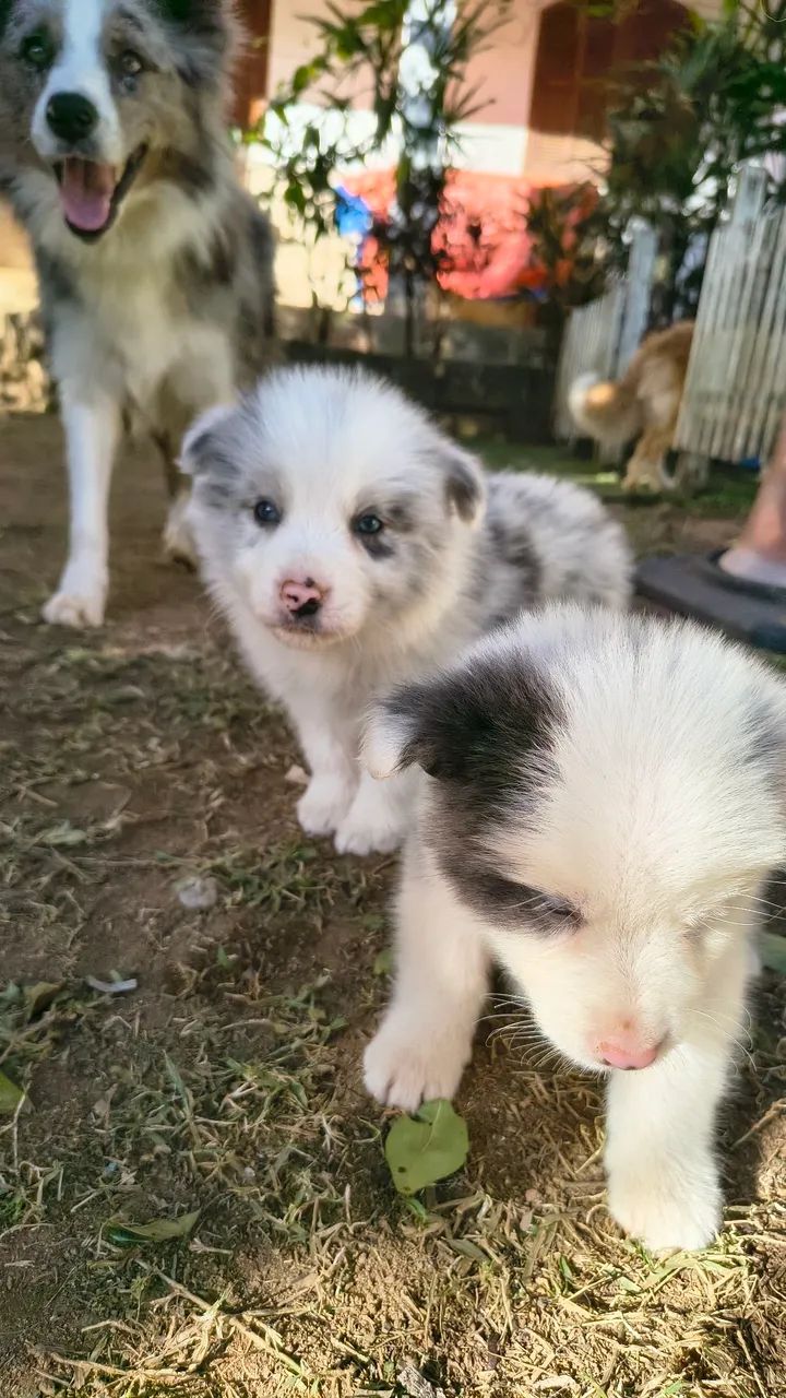 Lindos border collie (macho) - Foto 3