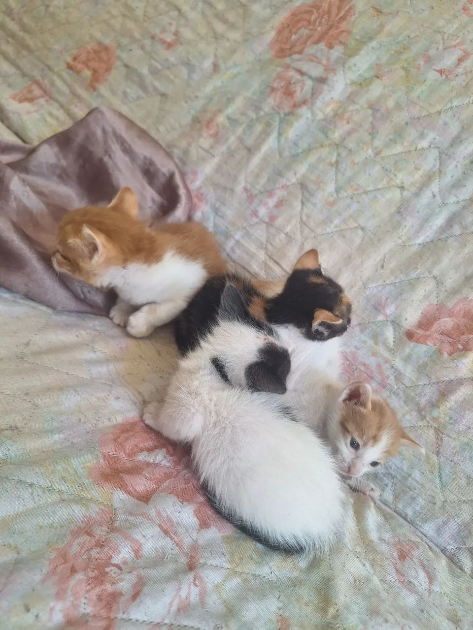 Doação de gatinhos - Foto 2
