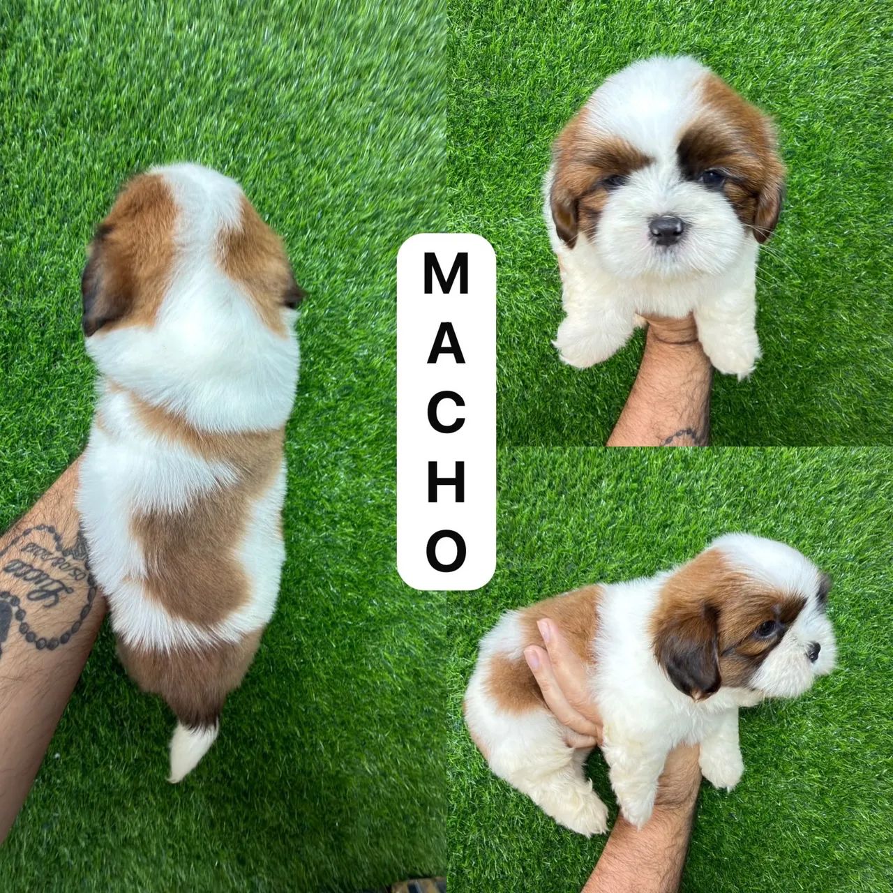 Macho de shitzu Marron com branco  - Foto 5