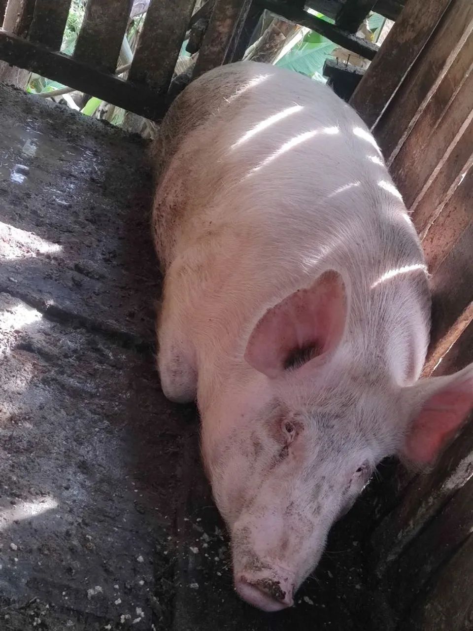 Venda de porco - Foto 2
