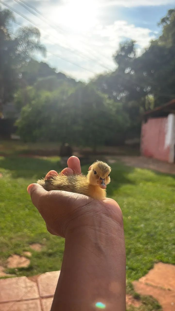 Marreco